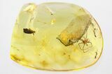 Detailed Fossil Spider (Araneae) In Baltic Amber #321710-2